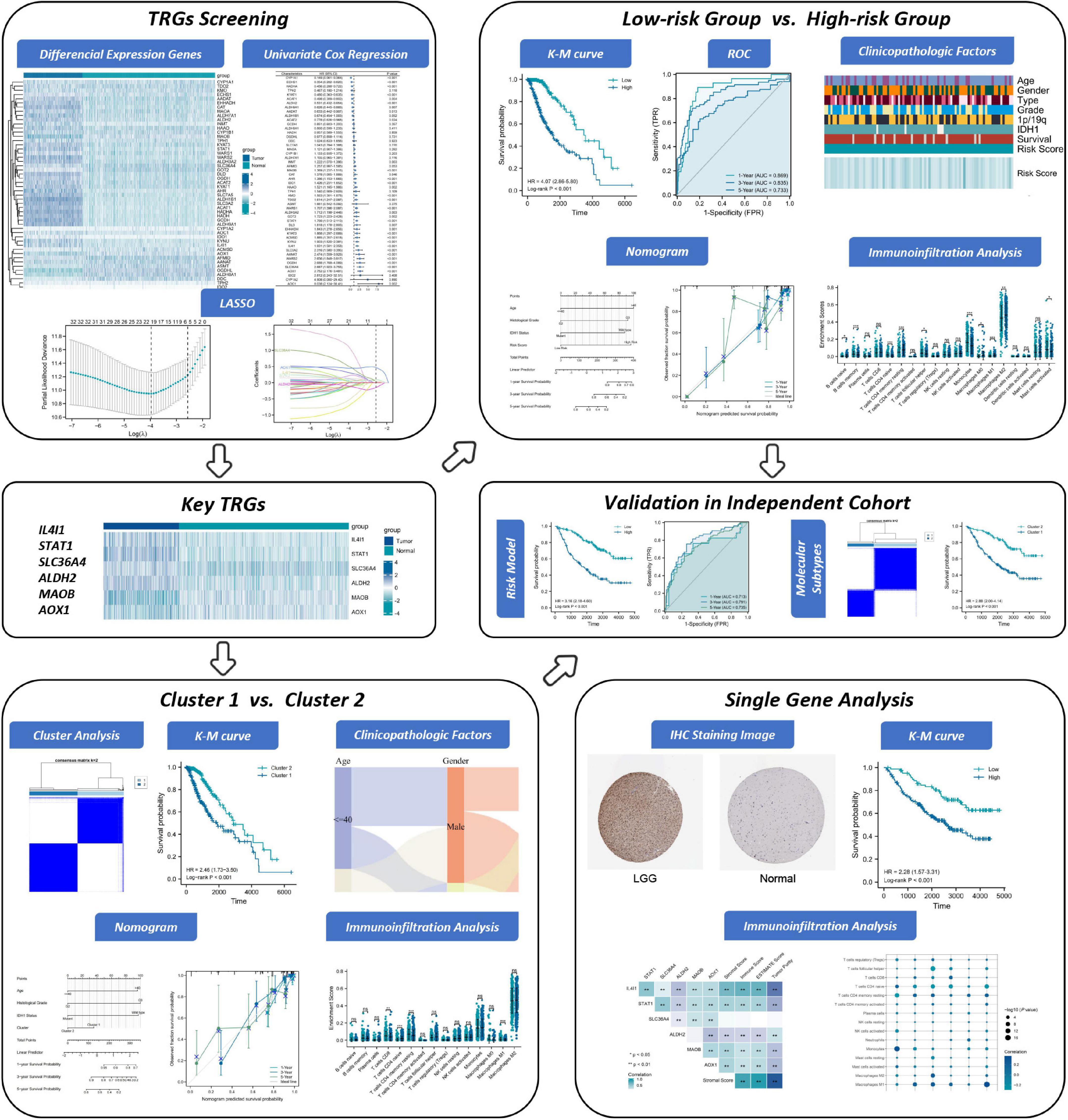 Identification and validation of a risk model and molecular subtypes based on tryptophan metabolism-related genes to predict the clinical prognosis and tumor immune microenvironment in lower-grade glioma
